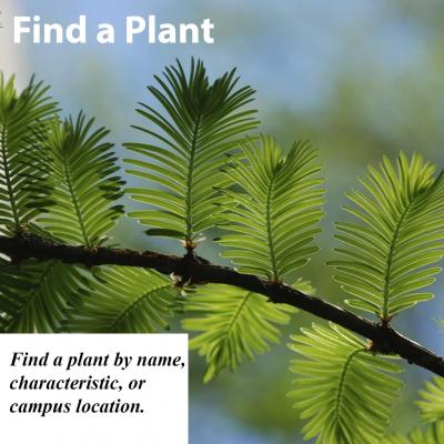 Find a plant by name, family, or location